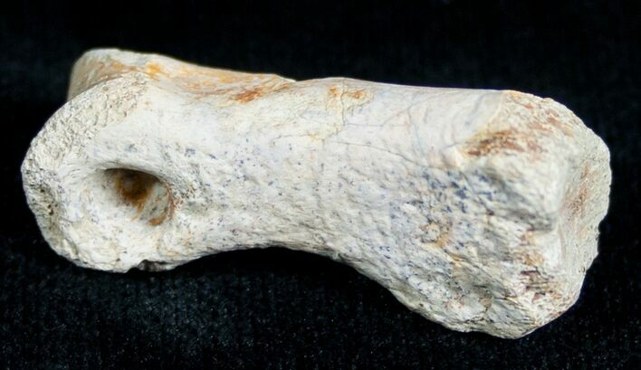 Theropod (Raptor) Toe Bone - Two Medicine Formation #6944